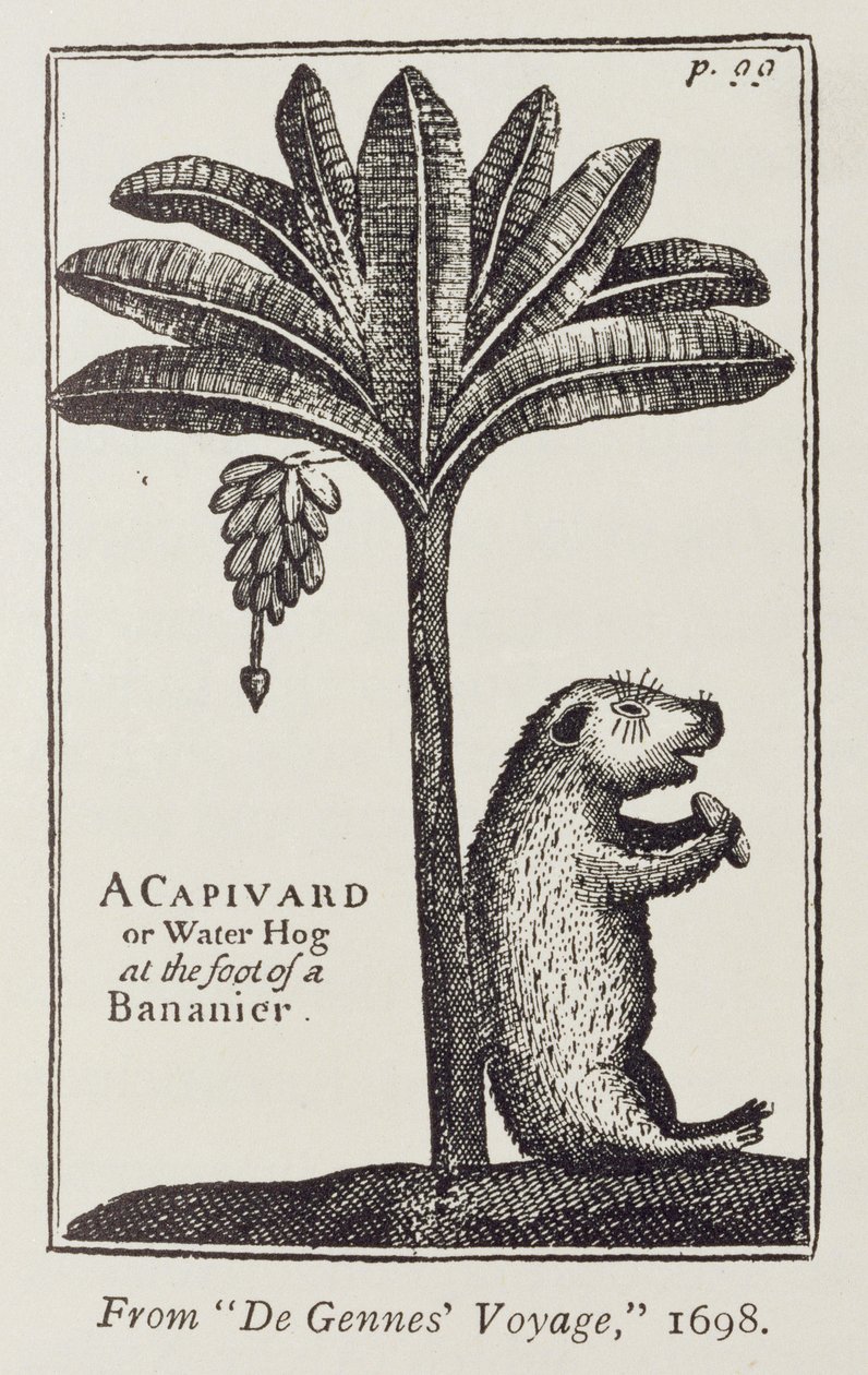 A Capivard eller Water Hog at the Foot of a Bananier, fra de Gennes 