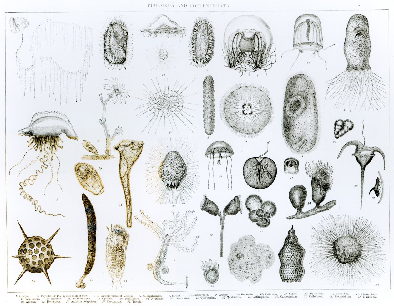 Protozoa og Coelenterata (litho) (bw-bilde) av English School