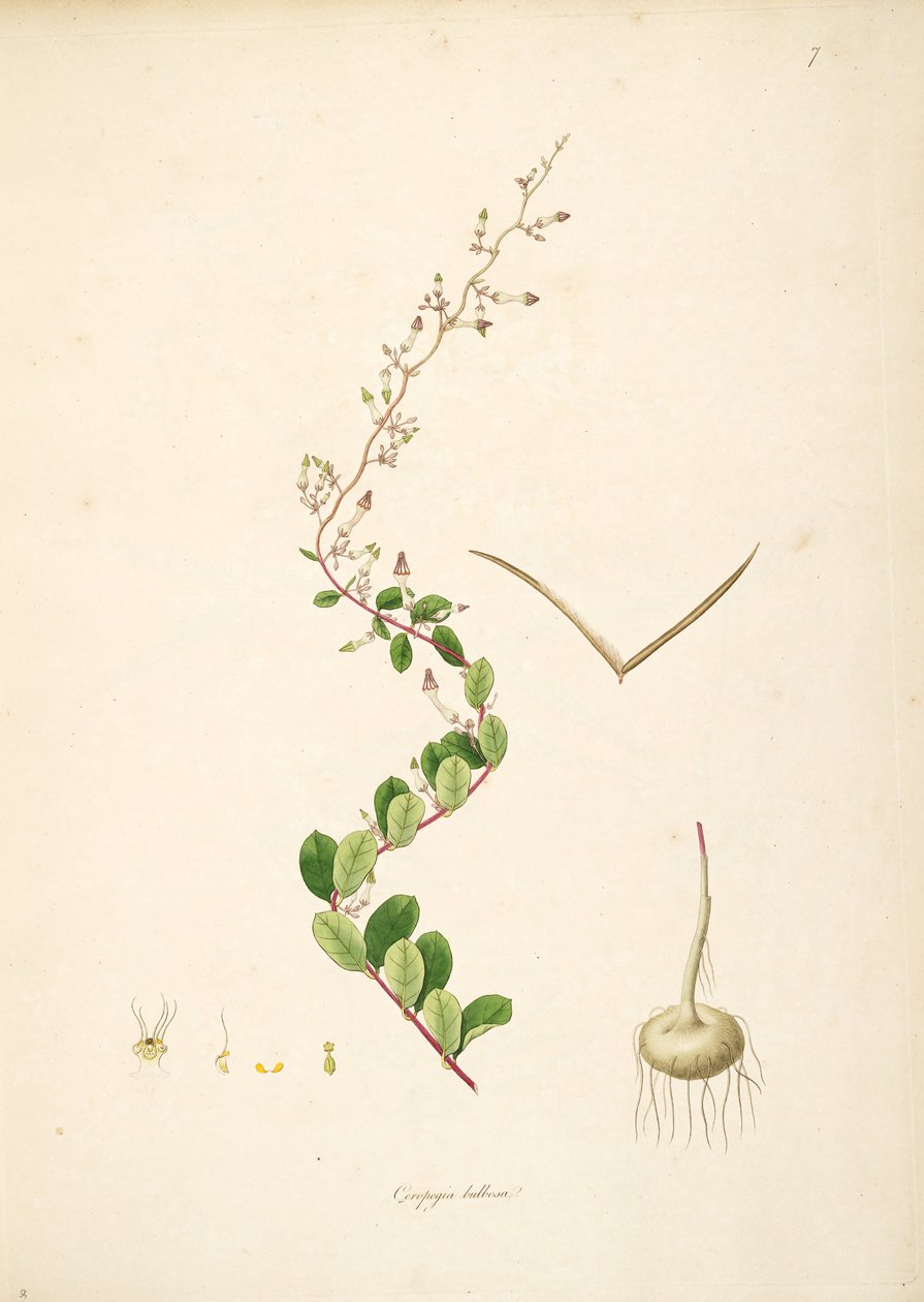 Illustrasjon av Ceropegia bulbosa, Apocynaceae, Asclepiadoideae av anonymus