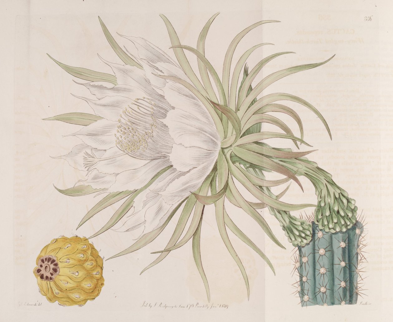 Harrisia gracilis av Edwards