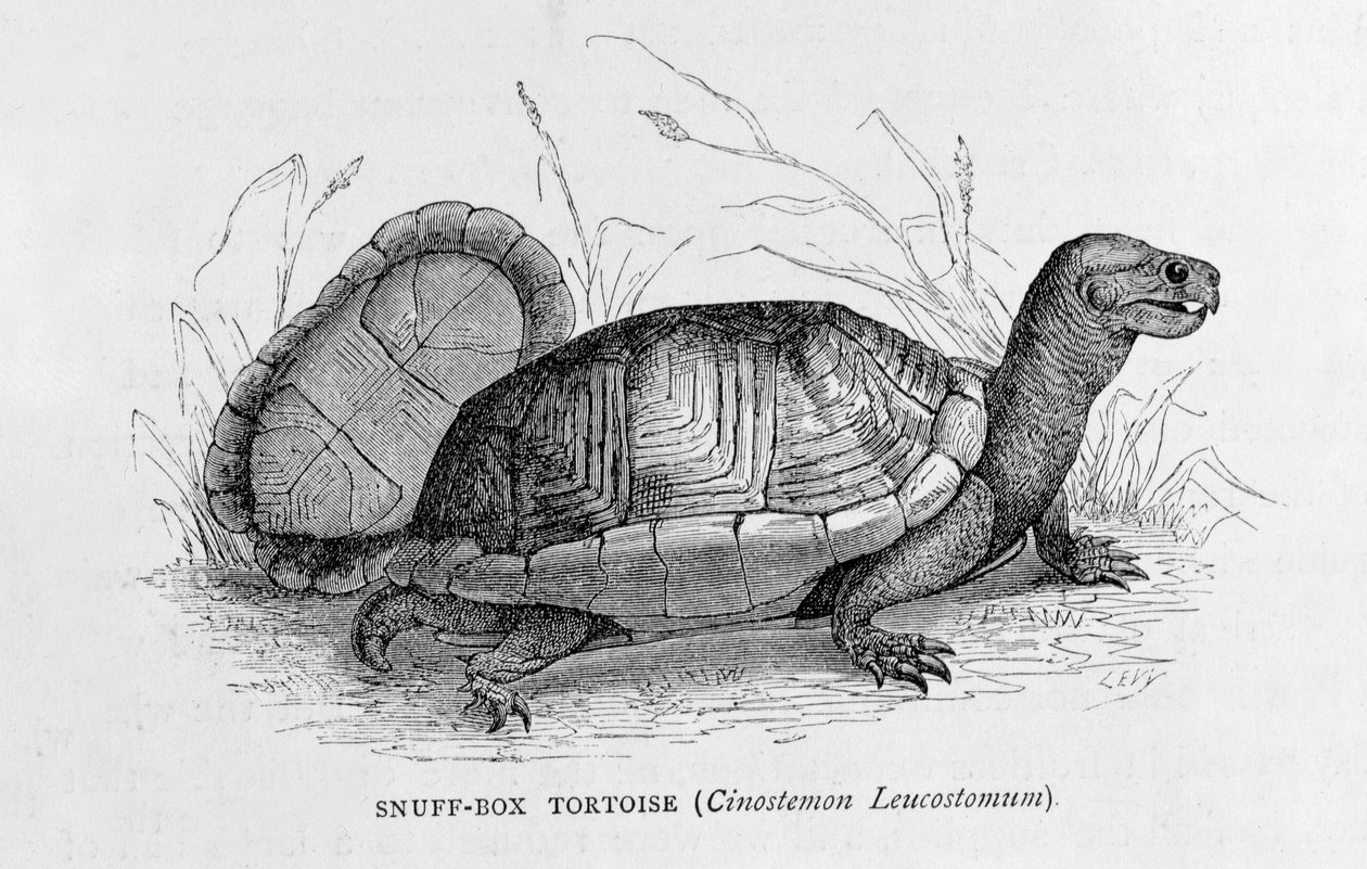 Snusboksskilpadde (Cinostemon Leucostomum), fra 