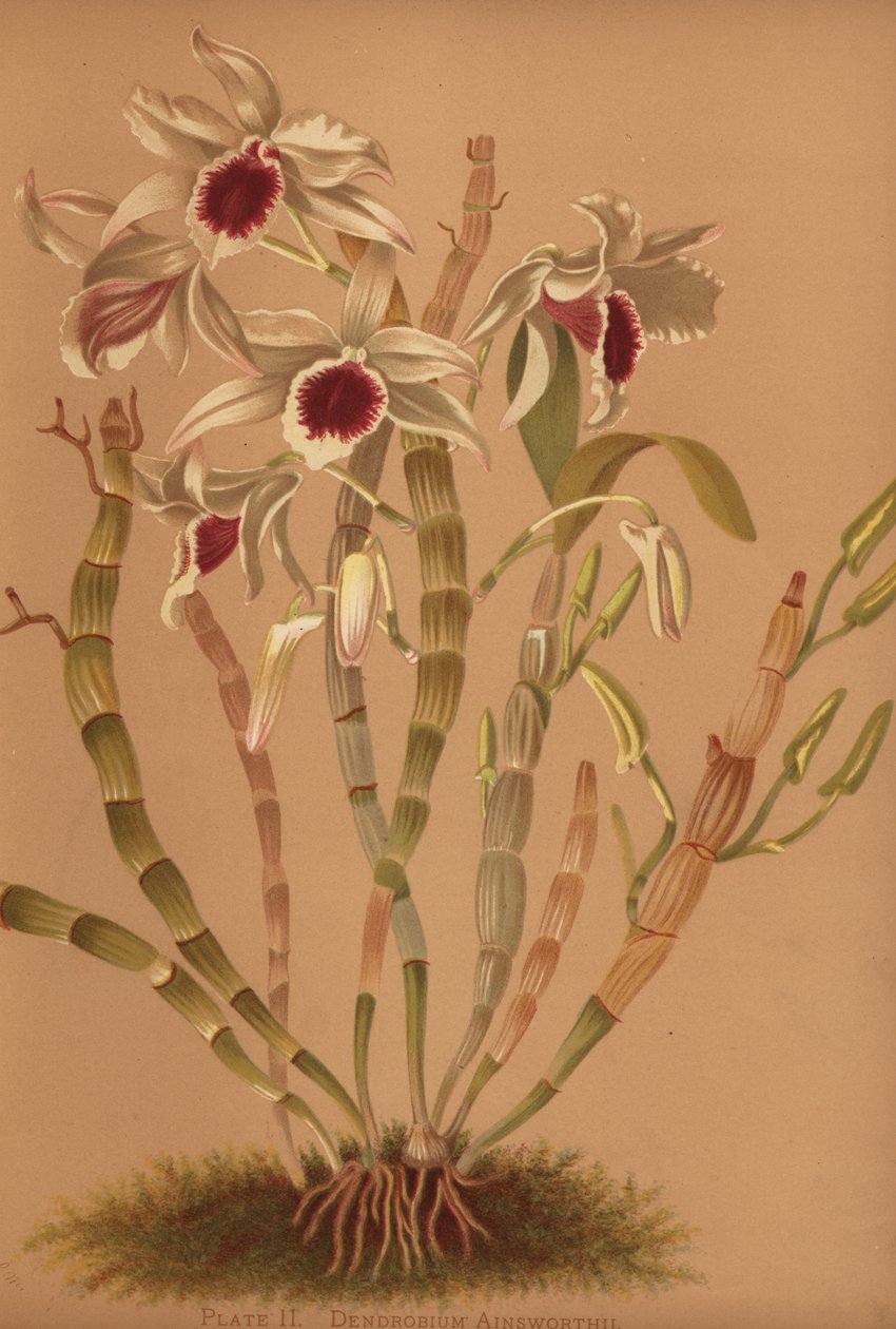 Ainsworths hybrid dendrobium orkidé, Dendrobium x ainsworthii av Unknown