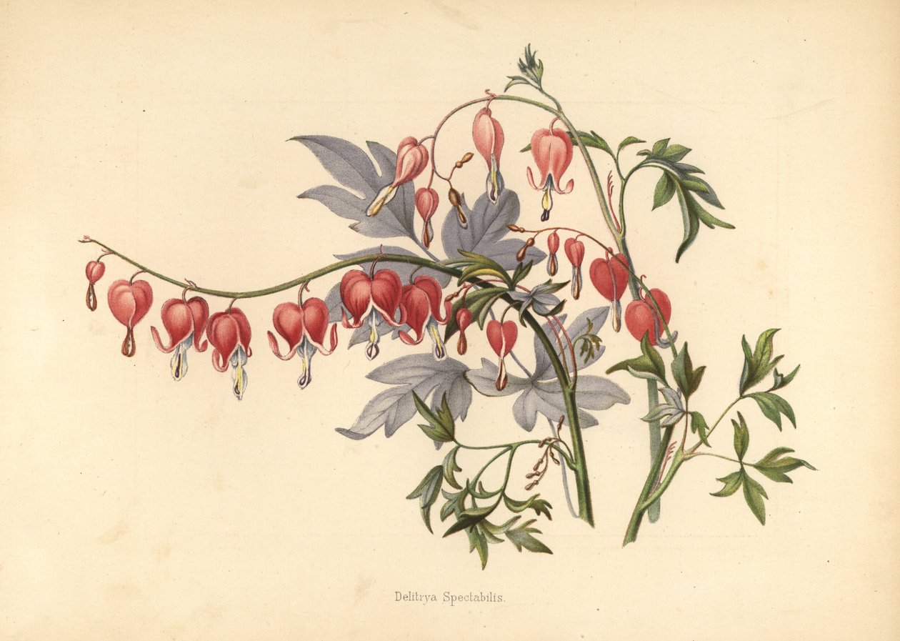 Asiatisk blødende hjerte, Lamprocapnos spectabilis (Delitrya spectabilis) av Unknown