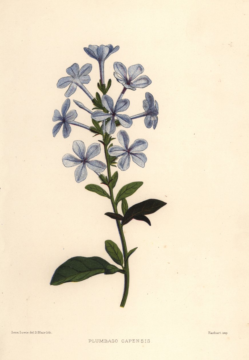 Blå plumbago eller kappeblyurt, Plumbago auriculata (Plumbago capensis) av Unknown