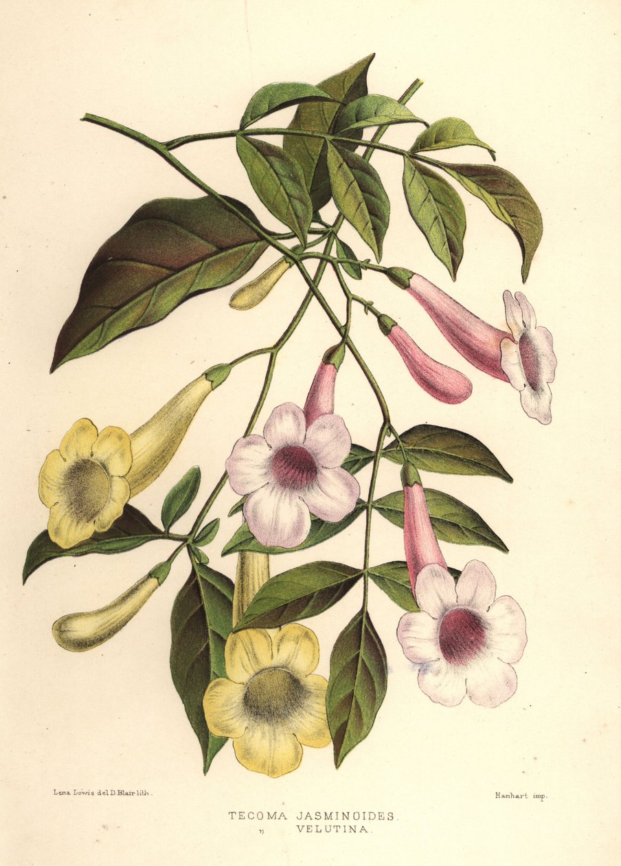 Bower of beauty, Pandorea jasminoides (Tecoma jasminoides) og gul trompetbusk, Tecoma stans (Tecoma velutina) av Unknown