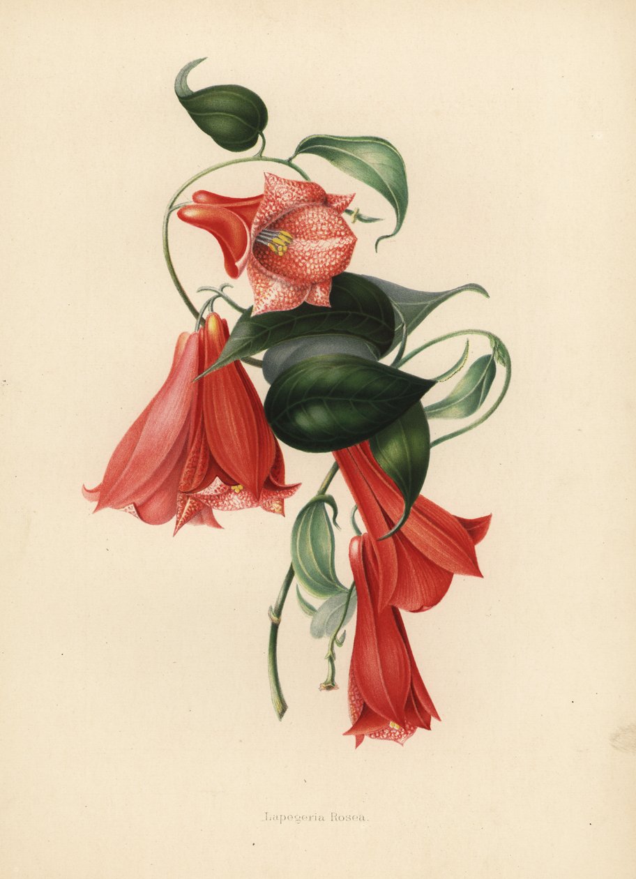 Chilensk klokkeblomst eller copihue, Lapageria rosea (Lapegeria rosea) av Unknown