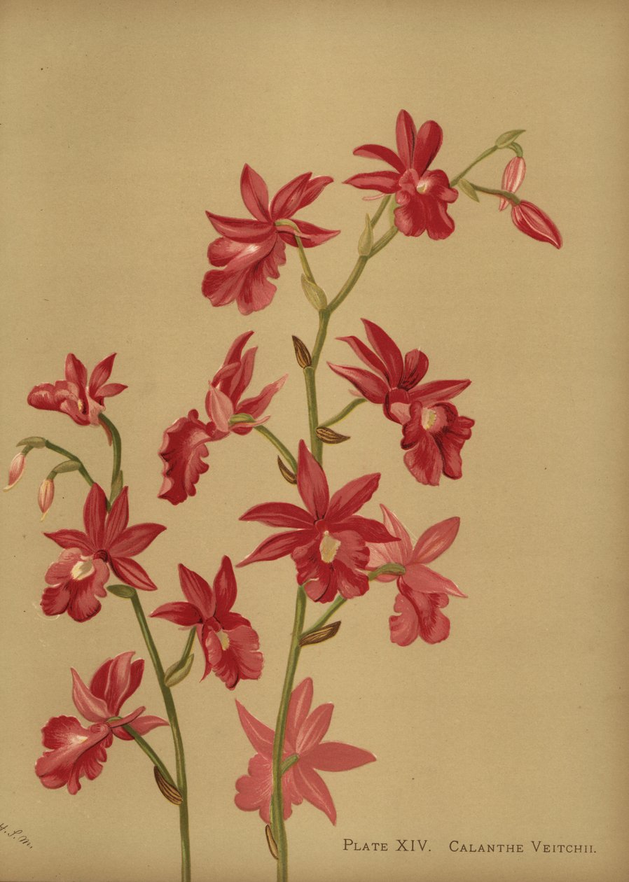 Juleorkidehybrid, Calanthe x veitchii av Unknown