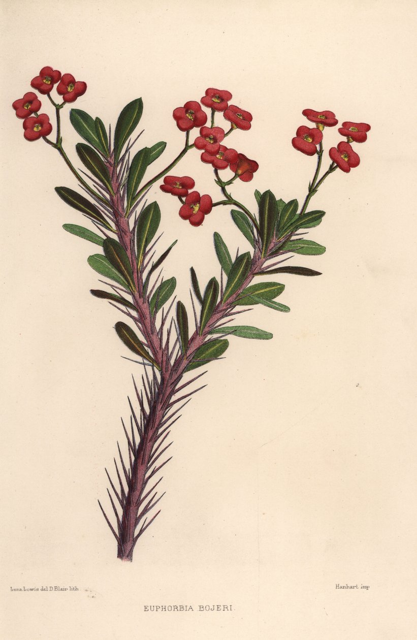 Tornekrone, Euphorbia milii (Euphorbia bojeri) av Unknown