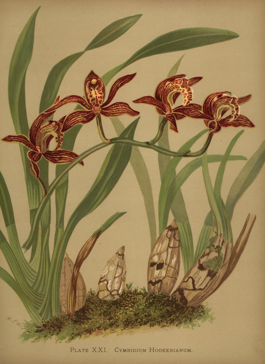 Cymbidium hookerianum orkidé av Unknown