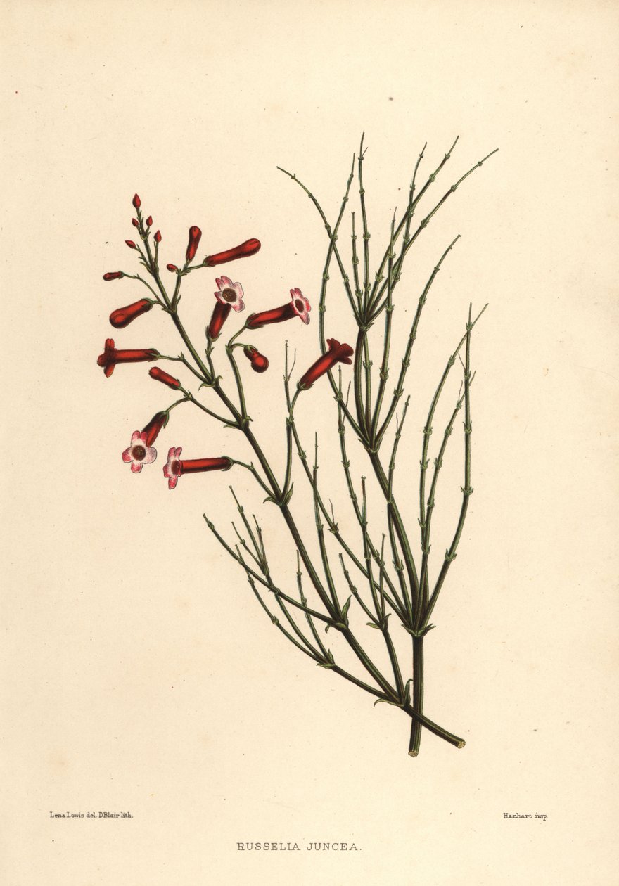 Fontenebusk eller fyrverkeri, Russelia equisetiformis (Russelia juncea) av Unknown