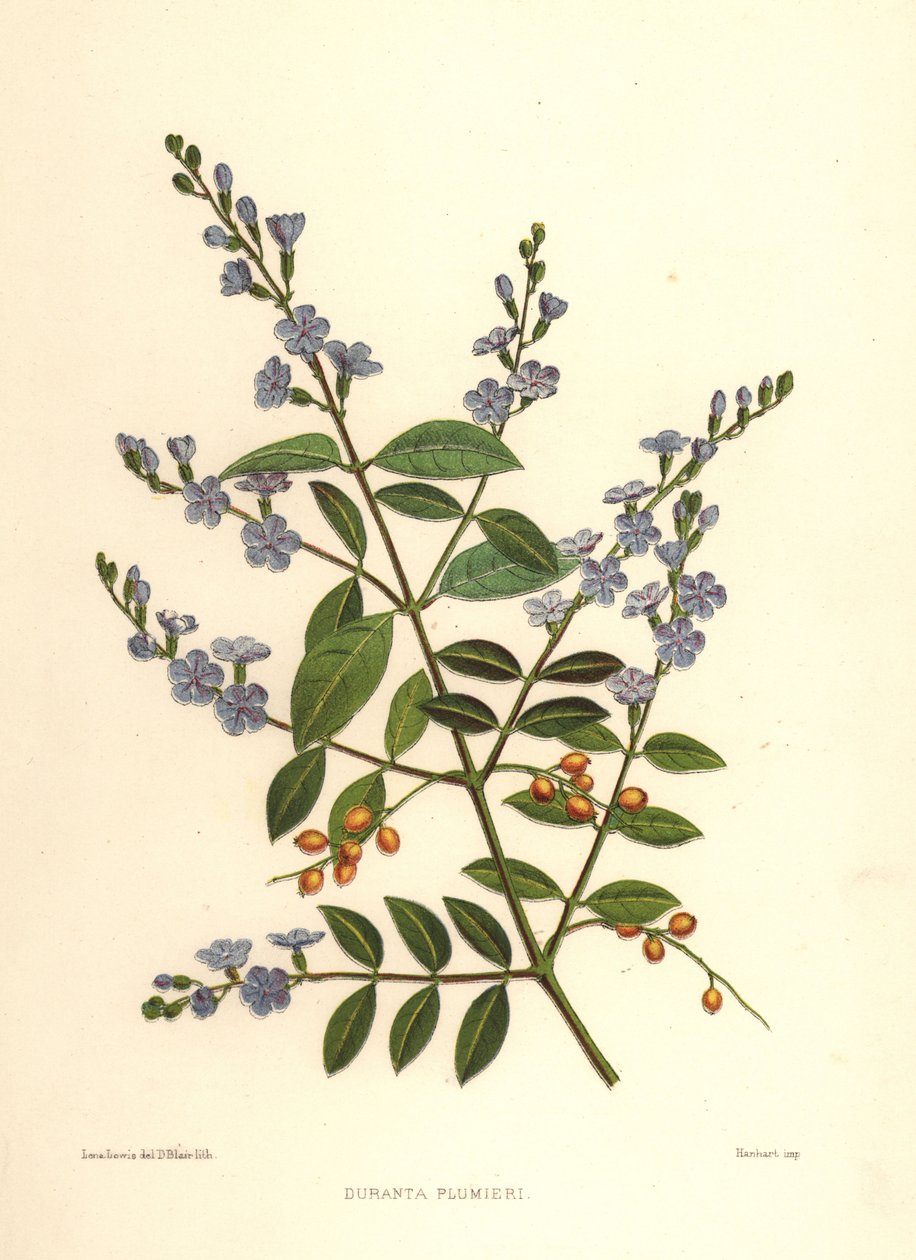 Gylden duggdråpe, duebær eller himmelblomst, Duranta erecta (Duranta plumieri) av Unknown