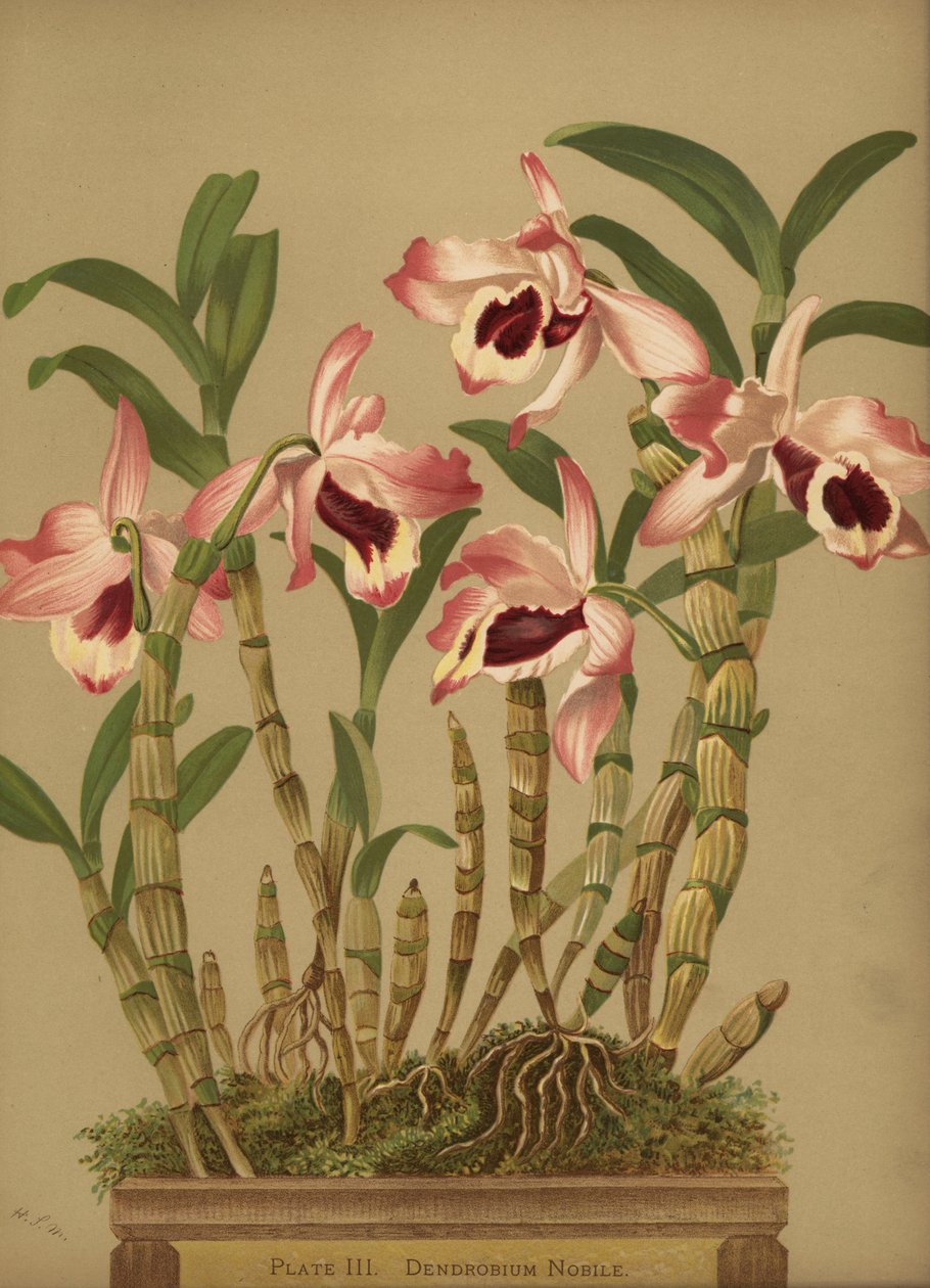 Edel dendrobium orkidé, Dendrobium nobile av Unknown