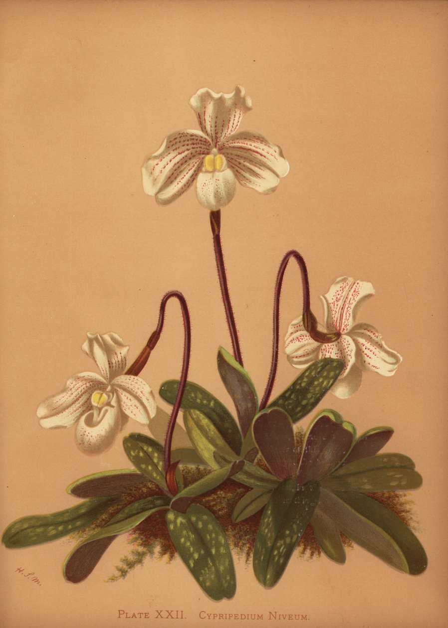 Paphiopedilum niveum orkide (Cypripedium niveum) av Unknown