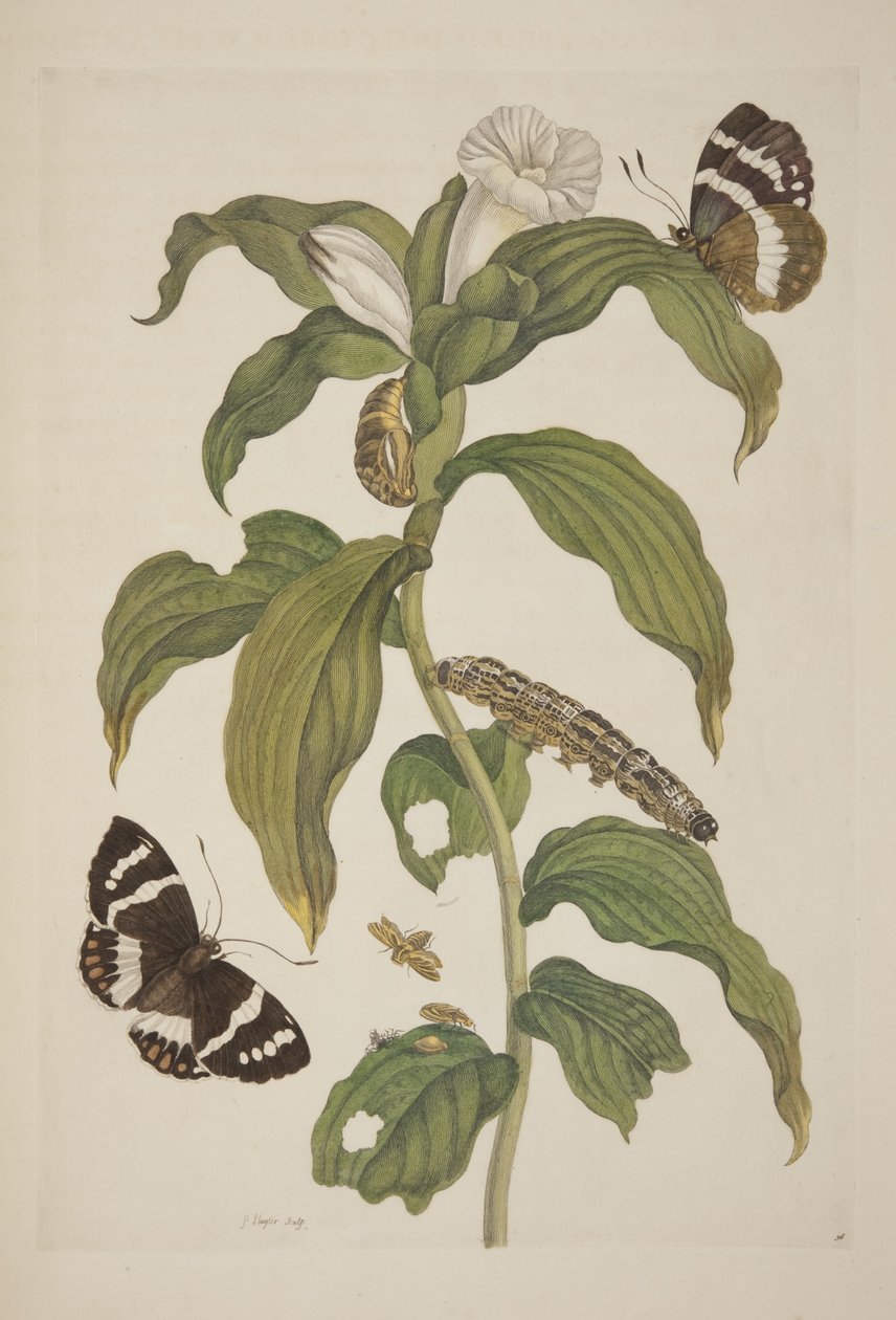 Plate XXVI fra The Metamorphosis of the Surinam Insects av Maria Sibylla Merian, 1705 av Unknown