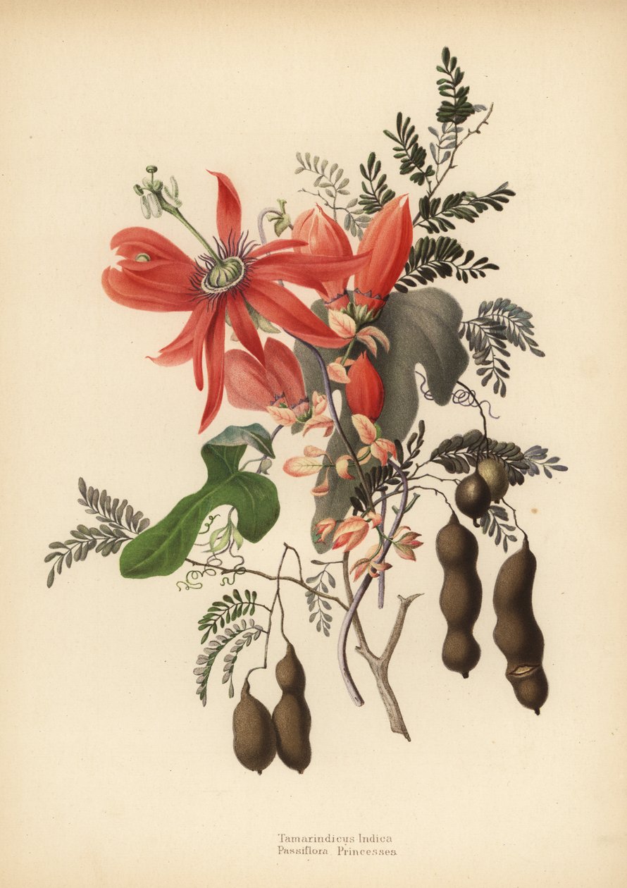 Tamarind, Tamarindus indica og rød pasjonsblomst, Passiflora racemosa (Passiflora princeps) av Unknown