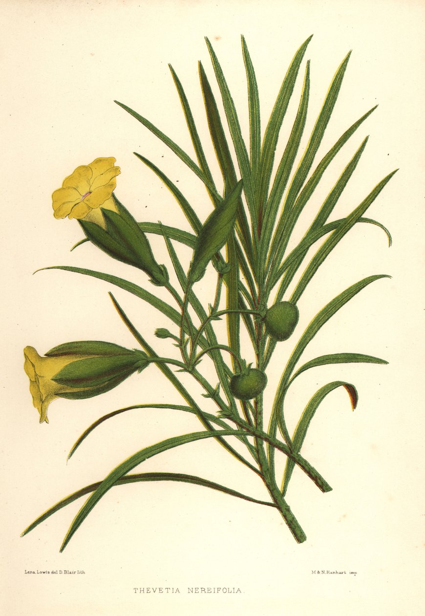 Gul oleander eller lykkenøtt, Thevetia neriifolia (Thevetia neriifolia) av Unknown
