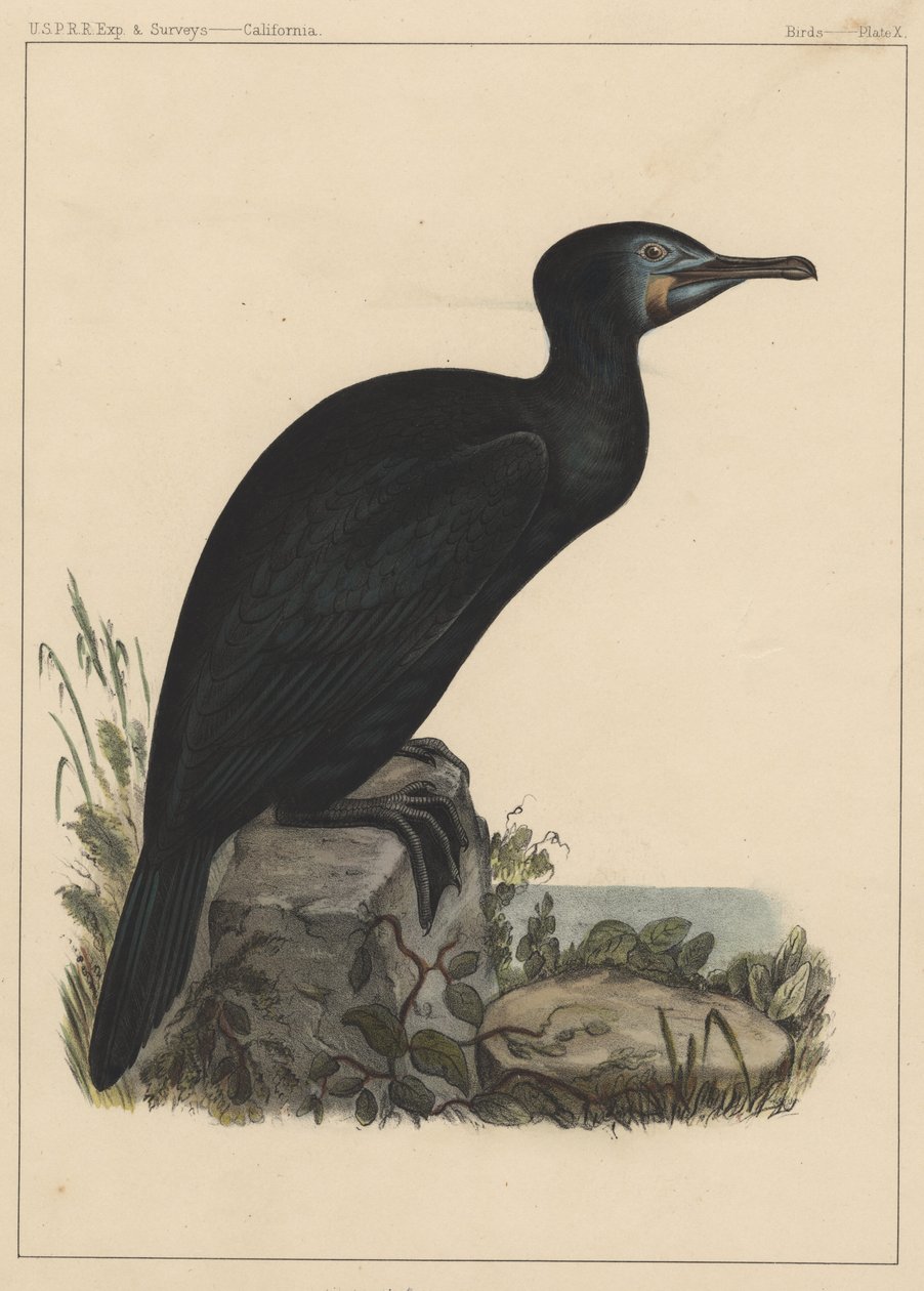 Fugler, plate X, 1855 av American School