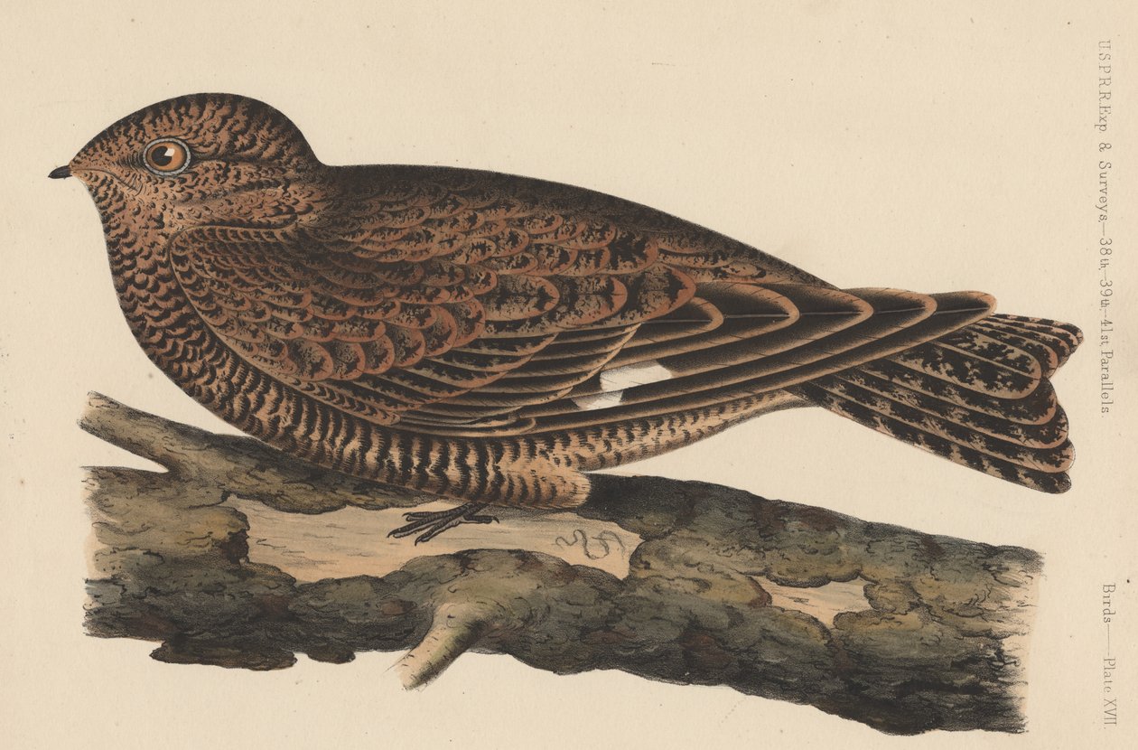 Fugler, plate XVII, 1855 av American School