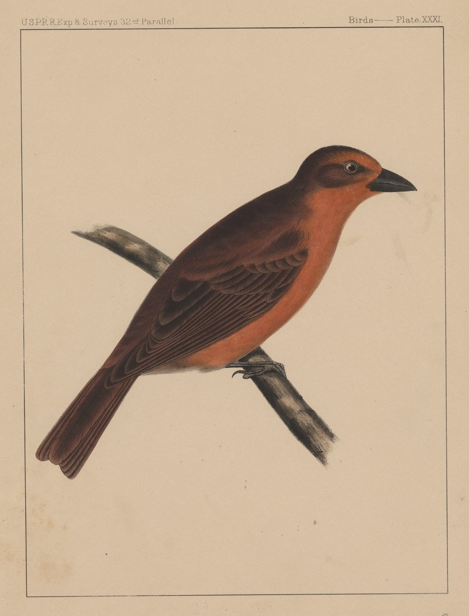 Fugler, plate XXXI, 1855 av American School