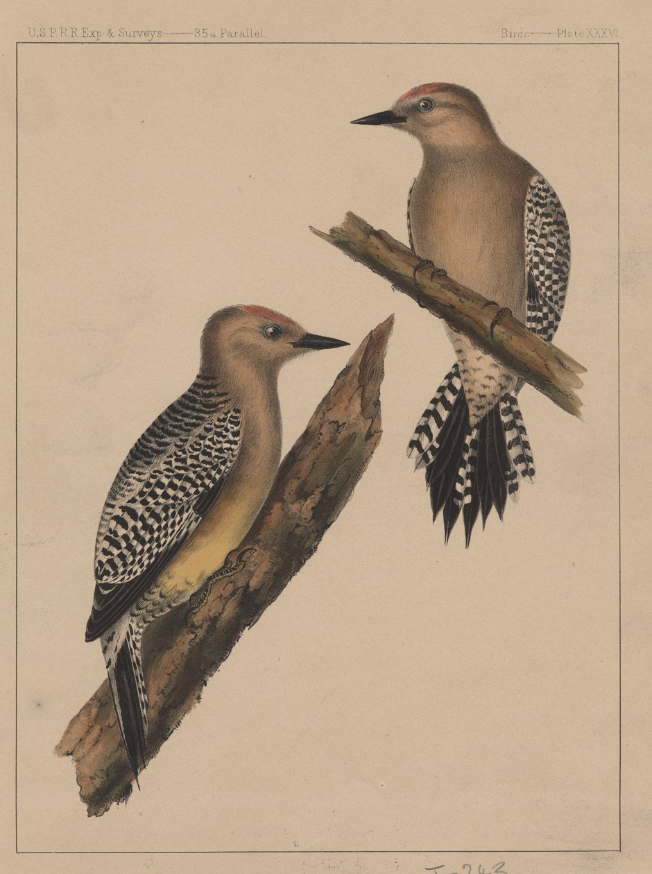 Fugler, plate XXXVI, 1855 av American School