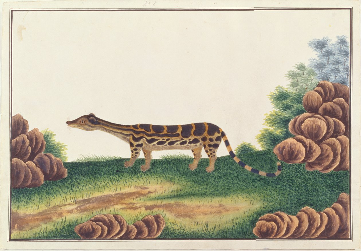 Banded Linsang, fra tegninger av dyr, insekter og reptiler fra Malacca, ca. 1805-18 (wc og gouache på papir) av Chinese School