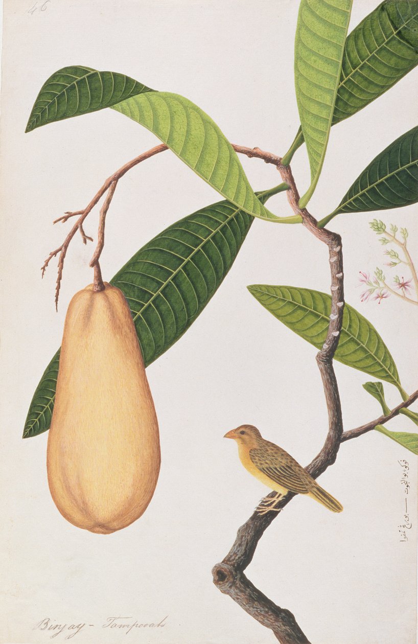 Baya Weaver, fra Drawings of Birds from Malacca, ca. 1805-18 (wc på papir) av Chinese School