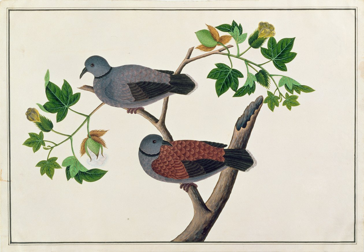 Birds in a tree, fra Drawings of Birds from Malacca, ca. 1805-18 (wc på papir) av Chinese School