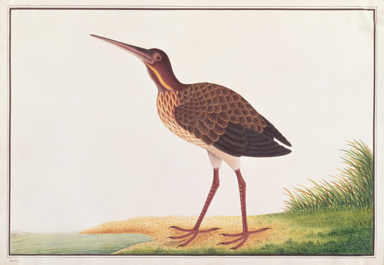 Black Bittern, fra Tegninger av fugler fra Malacca, ca. 1805-18 (wc på papir) av Chinese School