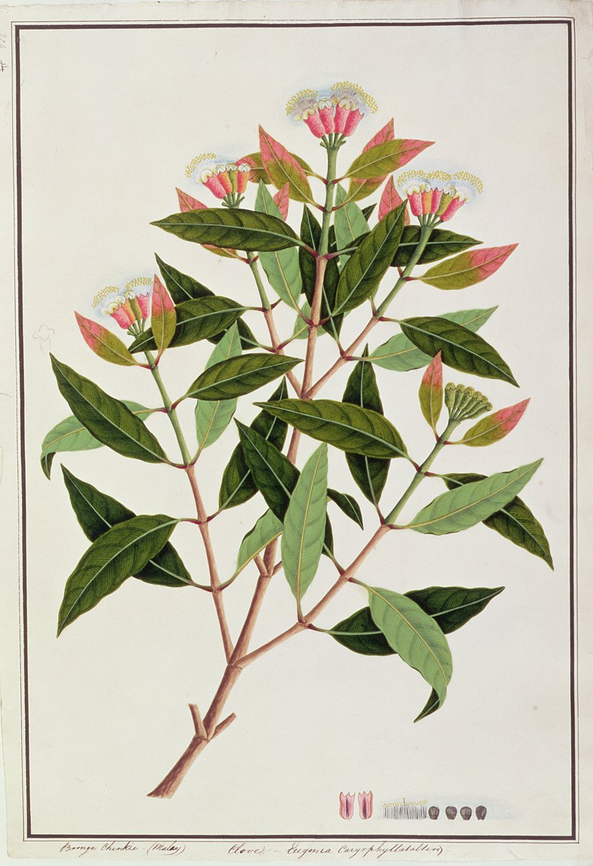 Boongo Chinkie (malayisk), Eugenia Caryophyllatallen eller nellik, fra tegninger av planter fra Malacca, ca. 1805-18 (wc på papir) av Chinese School