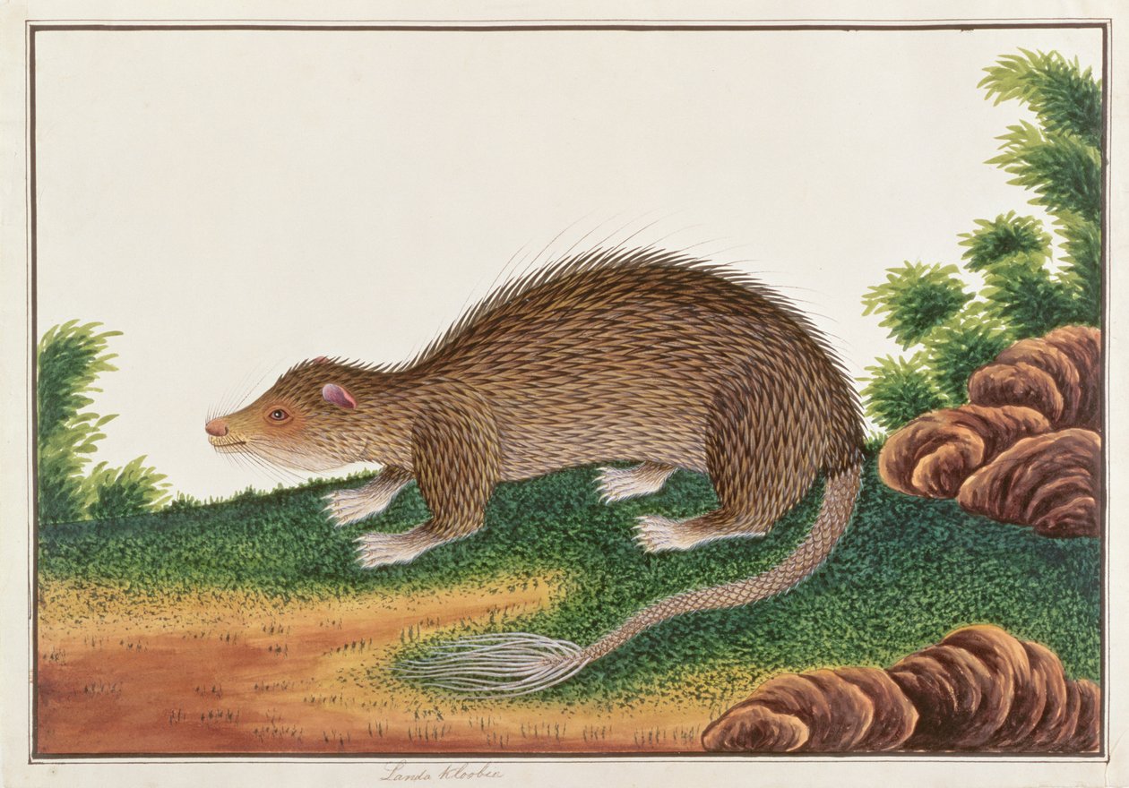 Penselhalet piggsvin, fra tegninger av dyr, insekter og reptiler fra Malacca, ca. 1805-18 (wc og gouache på papir) av Chinese School