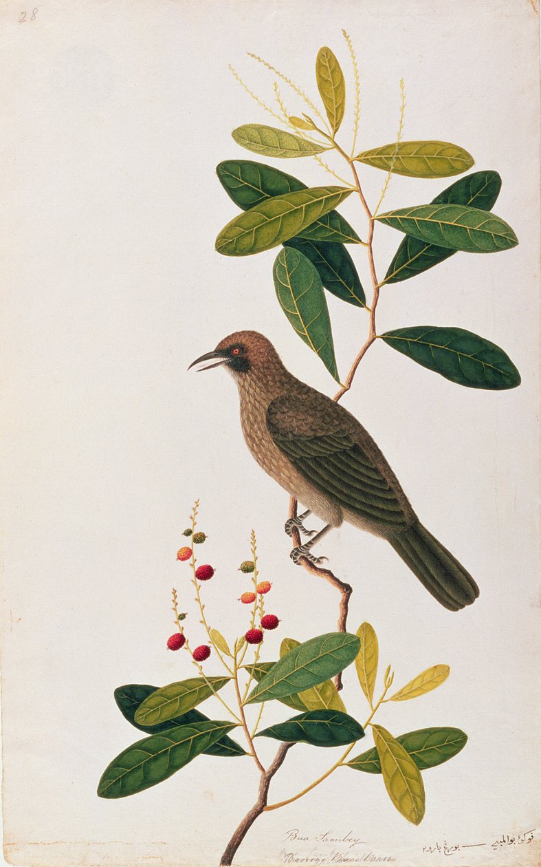 Bua Sambey, Boorong Baroo Baroo, fra Drawings of Birds from Malacca, ca. 1805-18 (wc på papir) av Chinese School