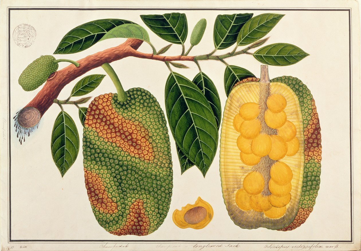 Champedak Artocarpus integrifolia eller Longleaved Jack, fra Drawings of Plants from Malacca, ca. 1805-18 (wc på papir) av Chinese School