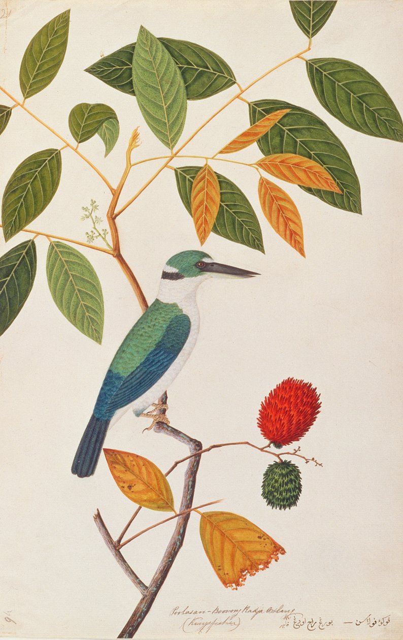 Collared Kingfisher, fra Tegninger av fugler fra Malacca, ca. 1805-18 (wc på papir) av Chinese School
