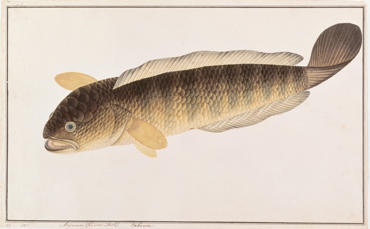 Vanlig slangehode, fra tegninger av fisk fra Malacca, ca. 1805-18 (wc på papir) av Chinese School