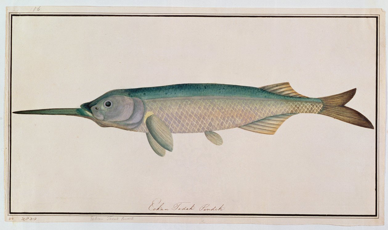 Eekan Todah Pindik, fra Drawings of Fishes from Malacca, ca. 1805-18 (wc på papir) av Chinese School