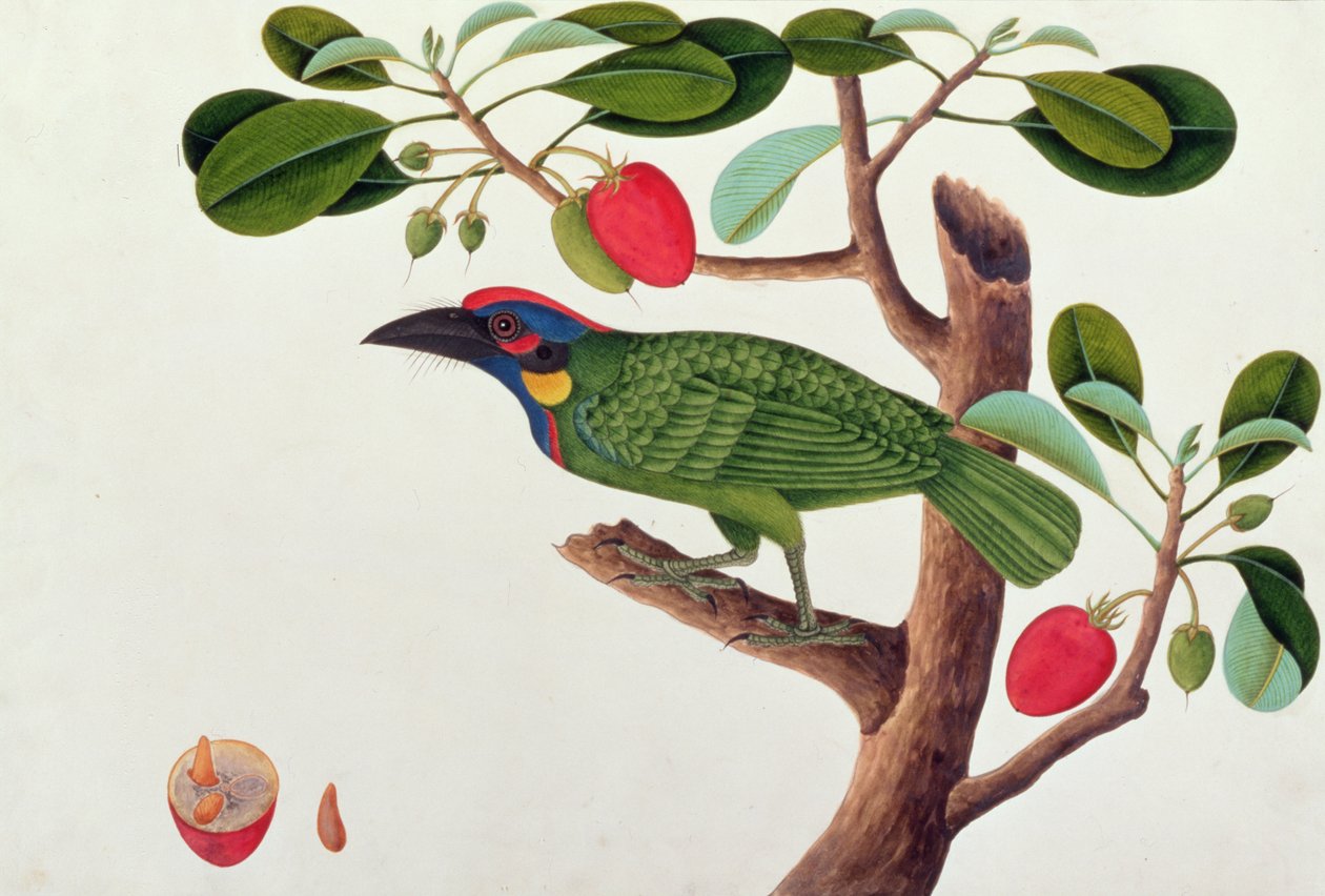 Exotic Bird, fra Drawings of Birds from Malacca, ca. 1805-18 (wc på papir) av Chinese School