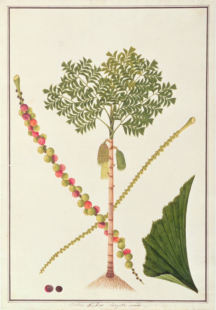Fishtail Palm, fra tegninger av planter fra Malacca, ca. 1805-18 (wc på papir) av Chinese School