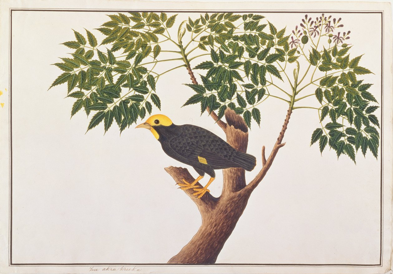 Golden-crested Myna, fra Drawings of Birds from Malacca, ca. 1805-18 (wc på papir) av Chinese School