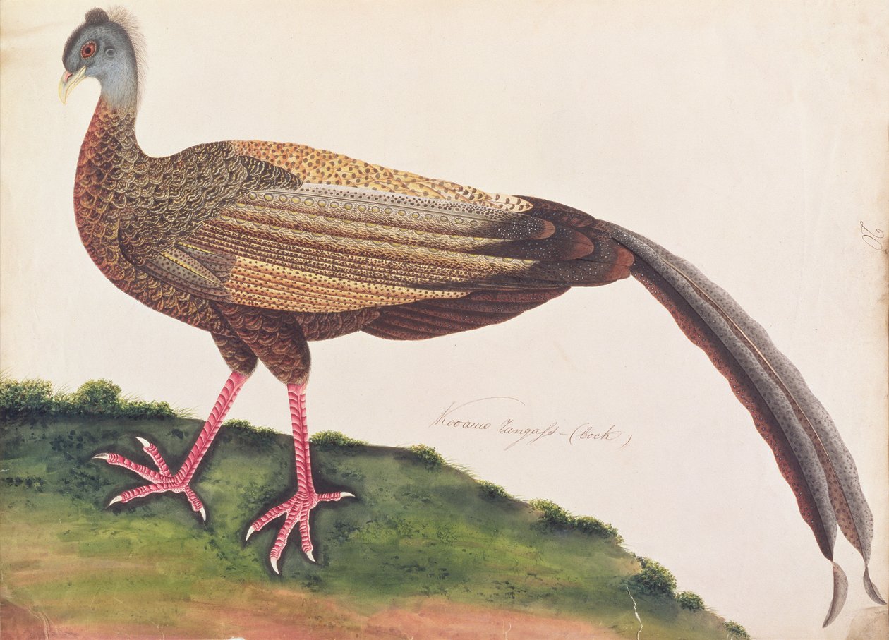 Great Argus, fra Tegninger av fugler fra Malacca, ca. 1805-18 (wc på papir) av Chinese School