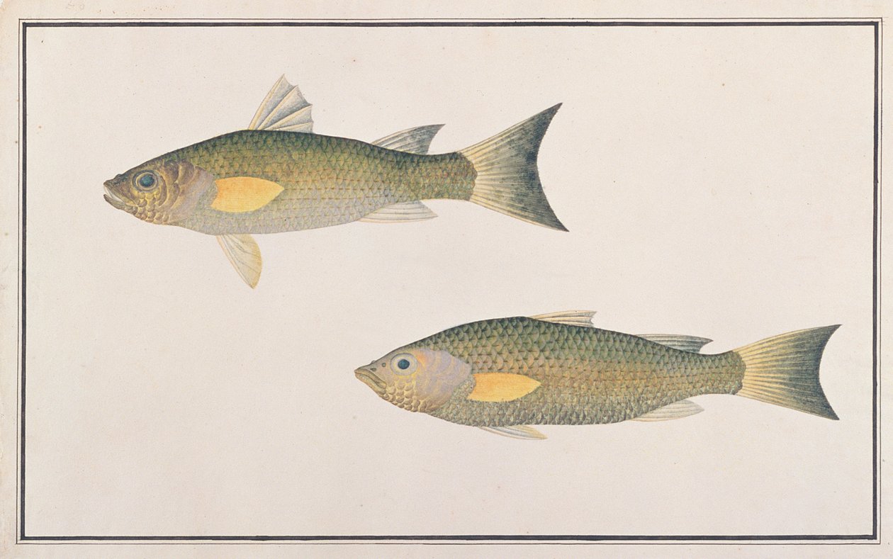 Grey Mullet, fra Drawings of Fishes from Malacca, ca. 1805-18 (wc på papir) av Chinese School