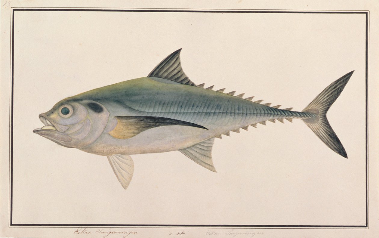 Hardtail Scad, fra Drawings of Fishes from Malacca, ca. 1805-18 (wc på papir) av Chinese School