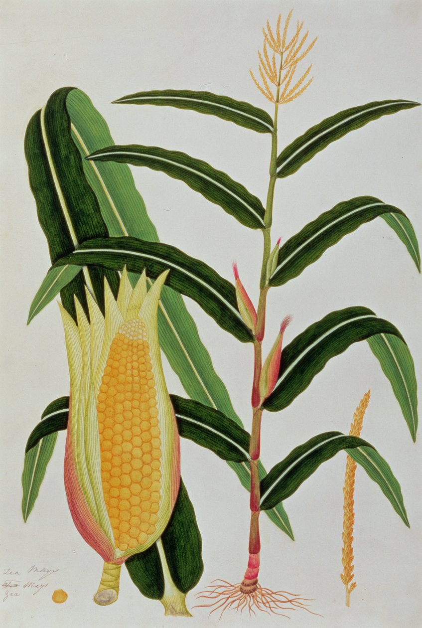 Jagong eller Indian Corn, fra Drawings of Plants from Malacca, ca. 1805-18 (wc på papir) av Chinese School