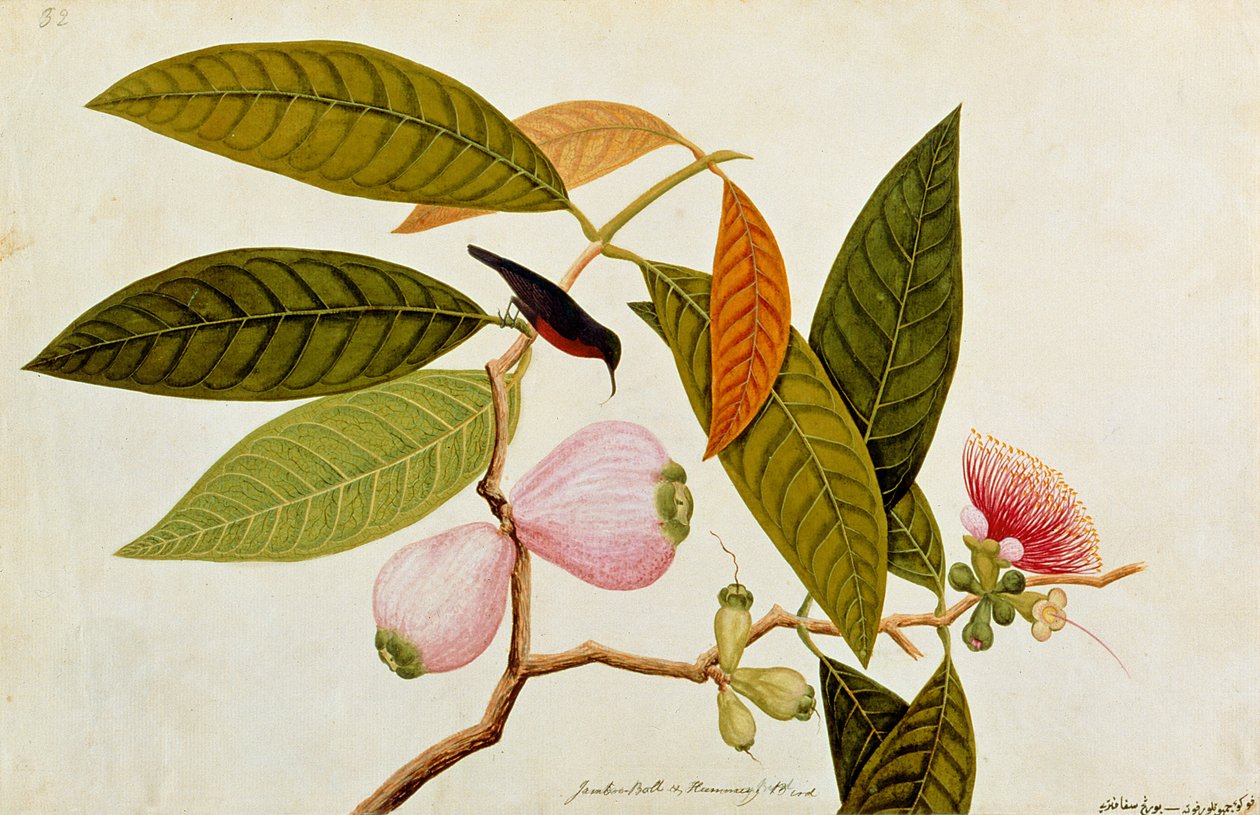 Jamboo, Boll and Humming Bird, fra Tegninger av fugler fra Malacca, ca. 1805-18 (wc på papir) av Chinese School