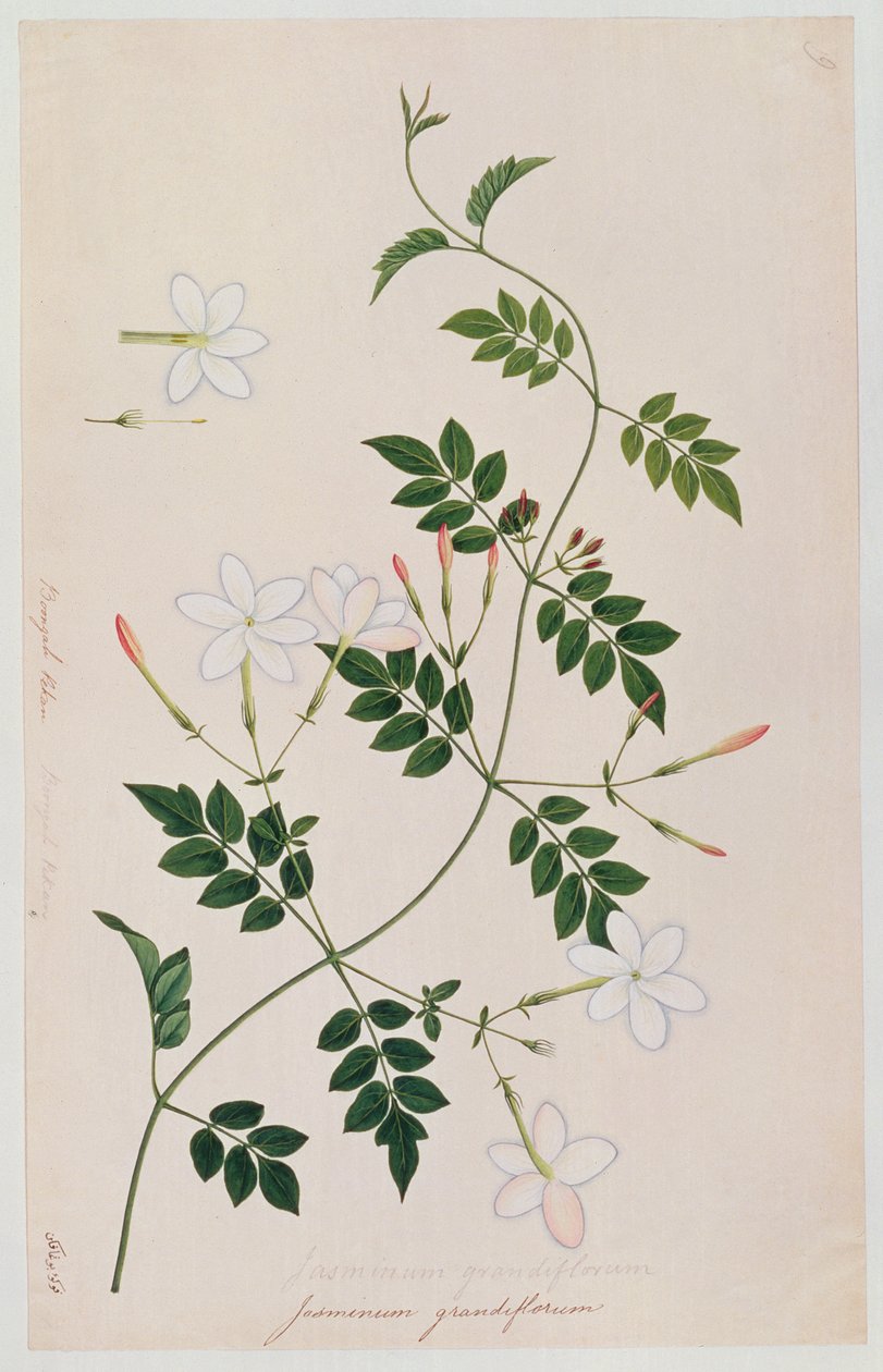 Jasminum grandiflorum, fra Tegninger av planter fra Malacca, ca. 1805-18 (wc på papir) av Chinese School