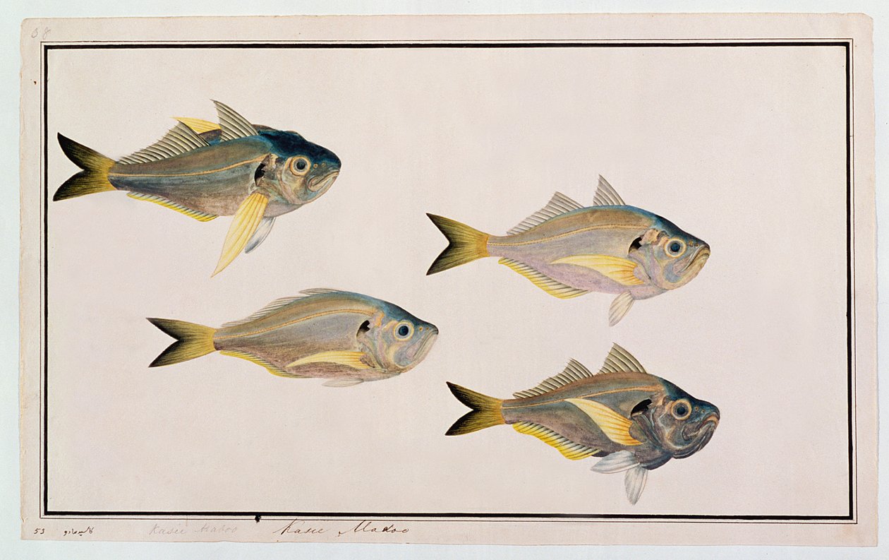 Kasee Madoo, fra Drawings of Fishes from Malacca, ca. 1805-18 (wc på papir) av Chinese School
