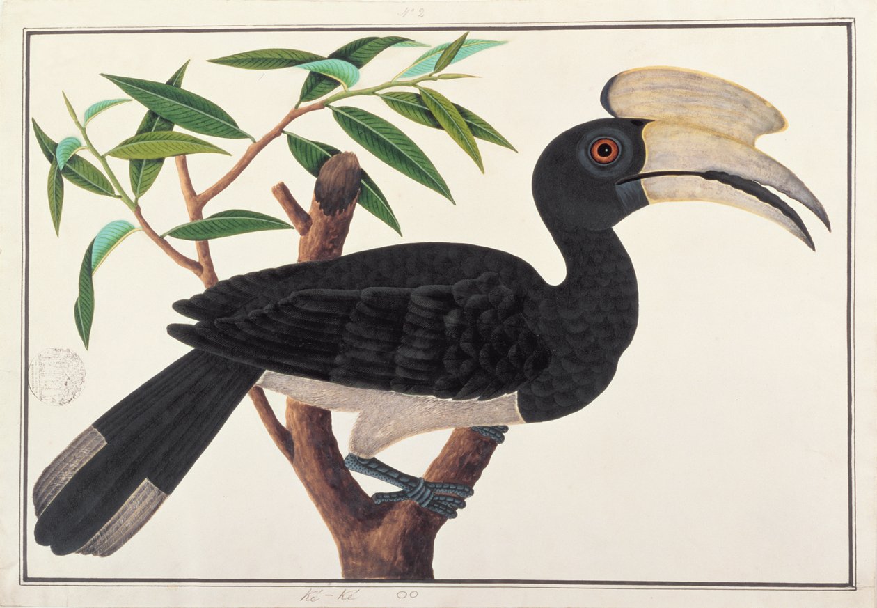 Ke-ke, fra Tegninger av fugler fra Malacca, ca. 1805-18 (wc på papir) av Chinese School