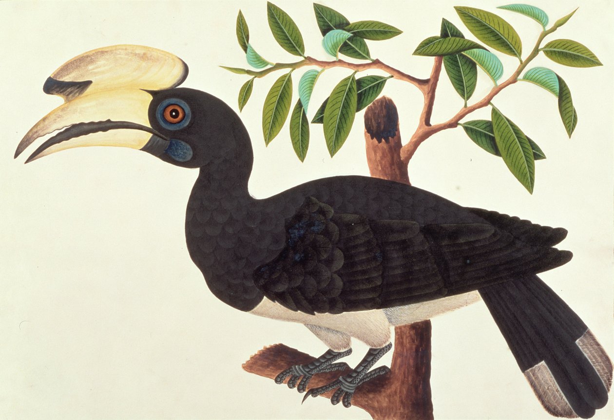 Ke-ke, fra Tegninger av fugler fra Malacca, ca. 1805-18 (wc på papir) av Chinese School