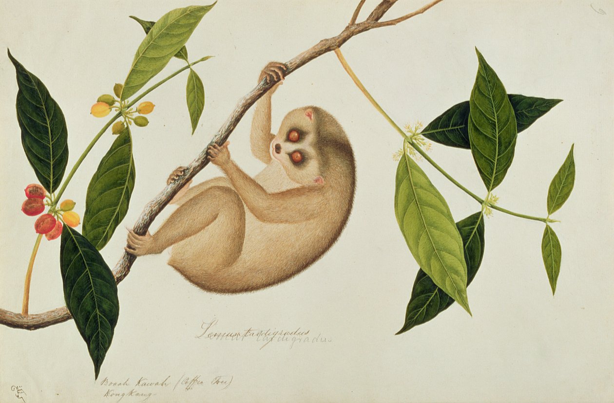 Lemur tardigradus, Booah Kawah (kaffetre) Kong Kang, fra Drawings of Animals, Insects and Reptiles from Malacca, ca. 1805-18 (wc og gouache på papir) av Chinese School