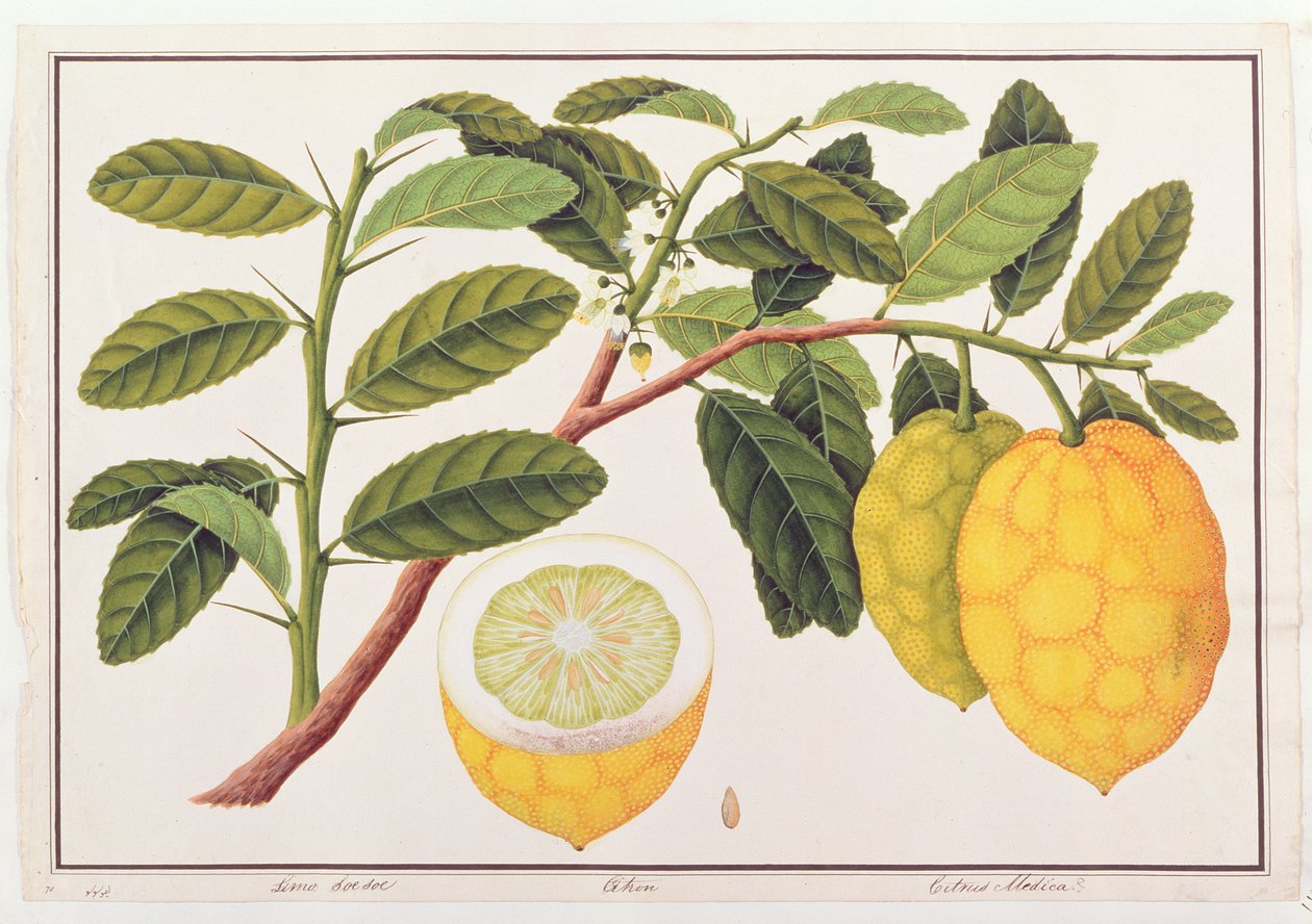 Limo Soe Soe, Strong or Citrus Medica, fra Drawings of Plants from Malacca, ca. 1805-18 (wc på papir) av Chinese School