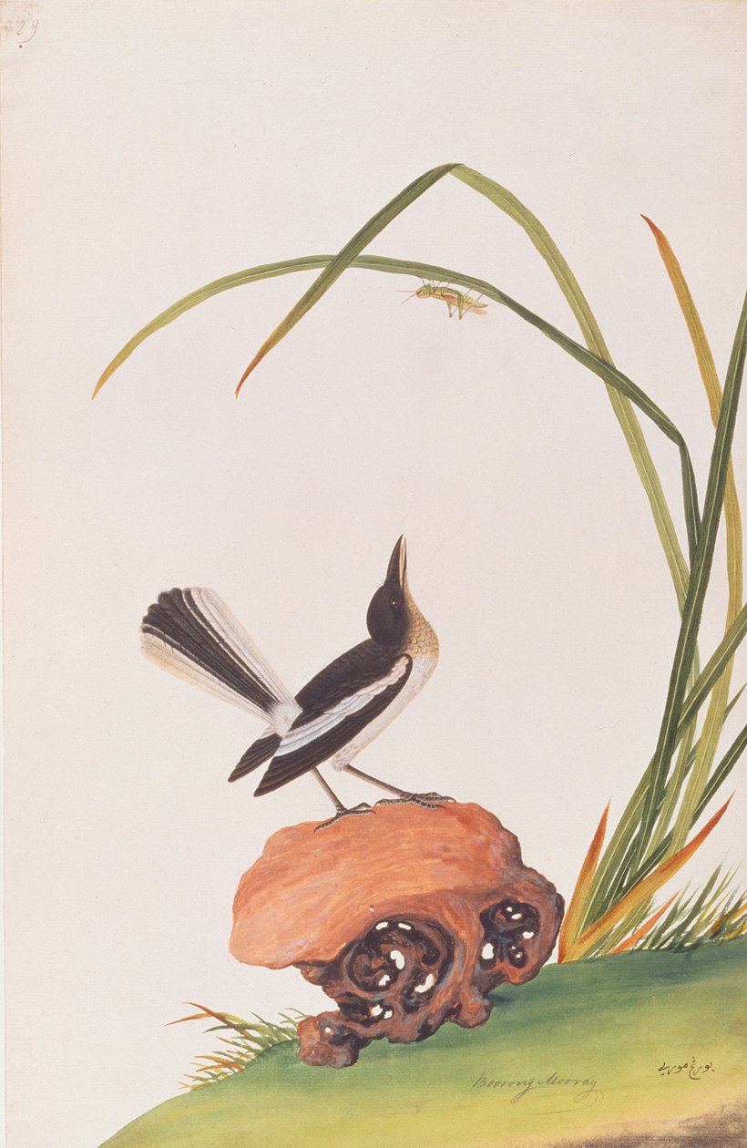 Magpie Robin, fra Drawings of Birds from Malacca, ca. 1805-18 (wc på papir) av Chinese School